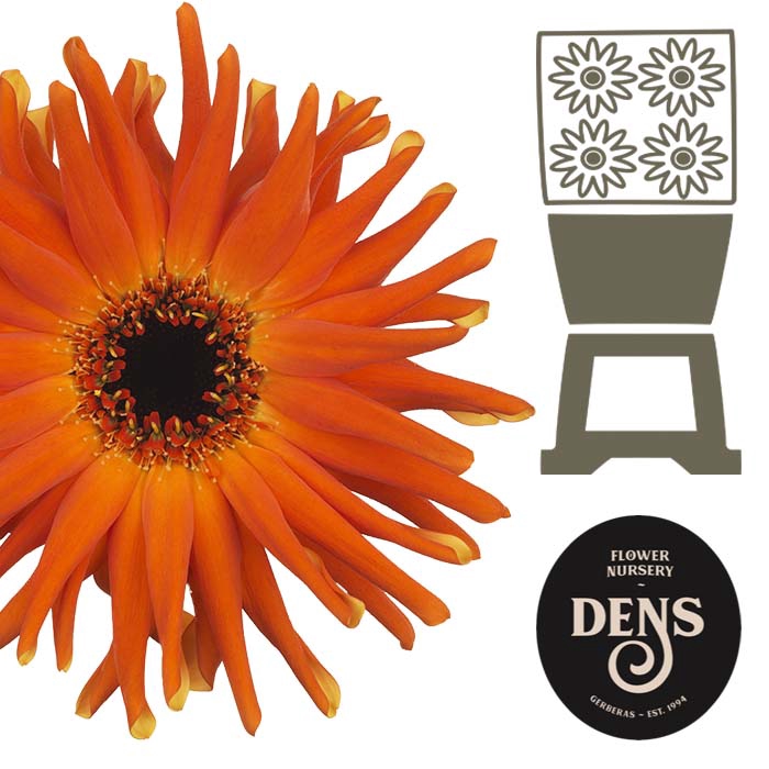 <h4>Gerbera Pastini Emilia Diamond</h4>