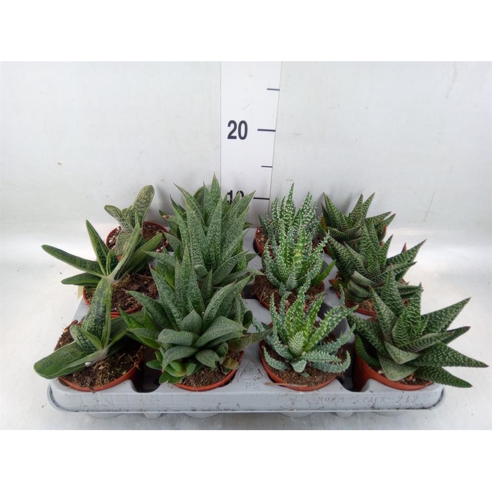 <h4>Aloe   ...mix</h4>