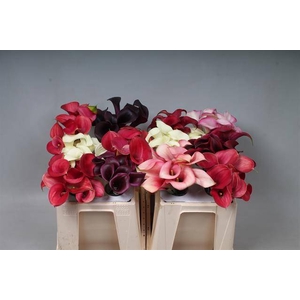 Calla Mix In Bucket Kallaland