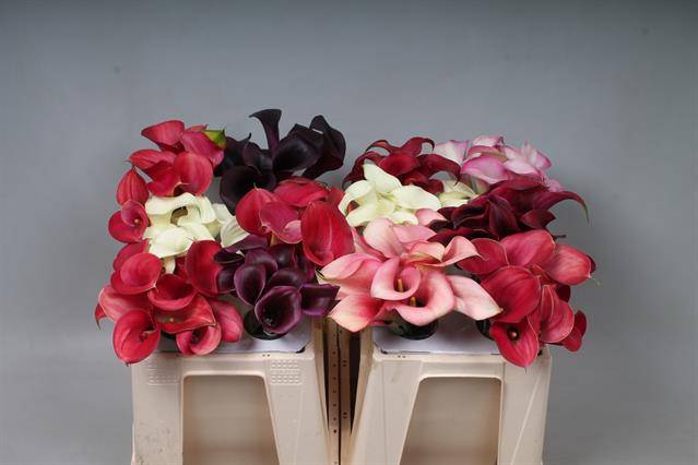 <h4>Calla Mix In Bucket Kallaland</h4>