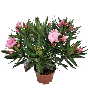 NERI OLEANDER