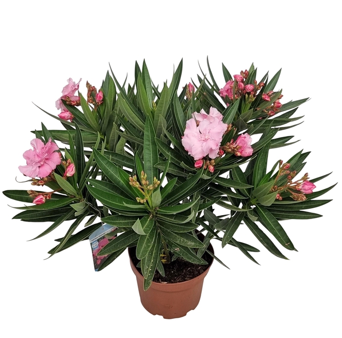 <h4>NERI OLEANDER</h4>