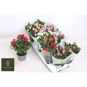 RO KORDANA GEM 5 SRT