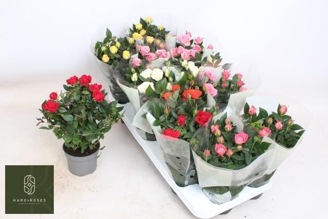 <h4>RO KORDANA GEM 5 SRT</h4>