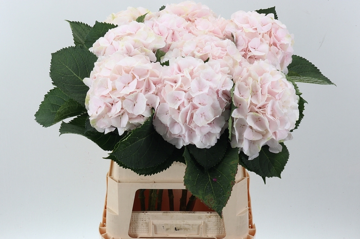 <h4>Hydr M Ch Sw Verena</h4>
