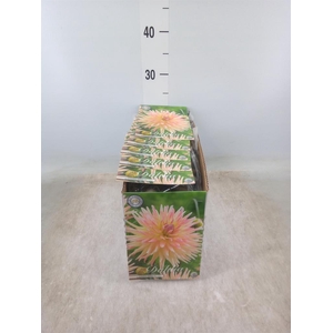 Dahlia   ...flowerbulbs