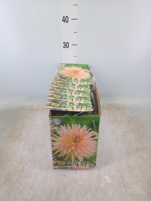 <h4>Dahlia   ...flowerbulbs</h4>