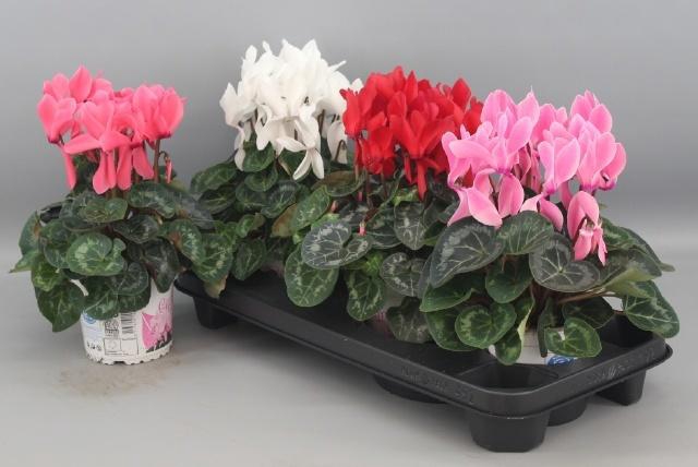 <h4>CYCL GR SUP XL</h4>