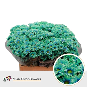 Chr. Tr 'Kennedy' DYED Joker