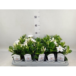 Mandevilla sand. 'Rio White'