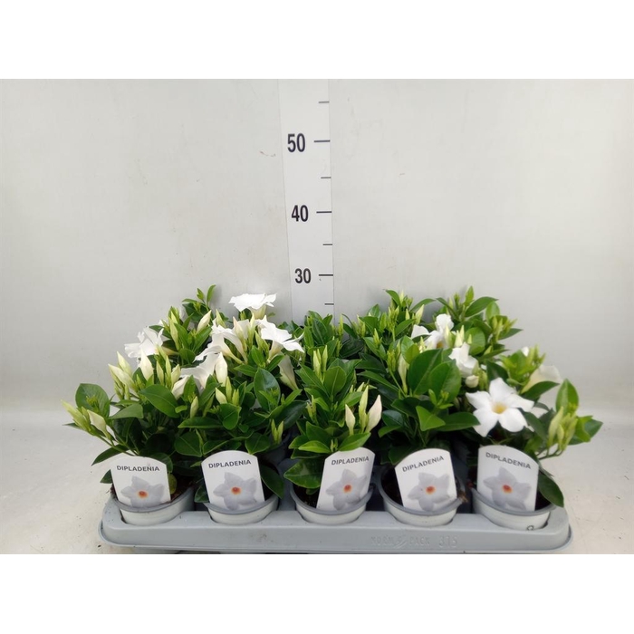 <h4>Mandevilla sand. 'Rio White'</h4>