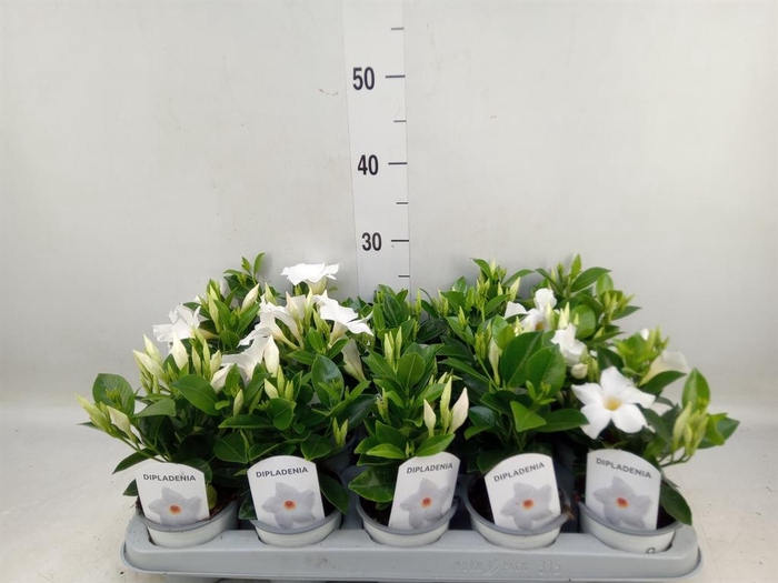 Mandevilla sand. 'Rio White'