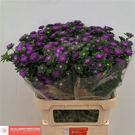 <h4>Callis Seren Blue 80cm</h4>
