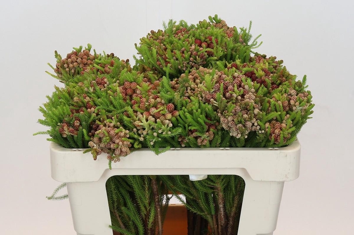 <h4>Kaaps Groen Strawberry Berzelia</h4>