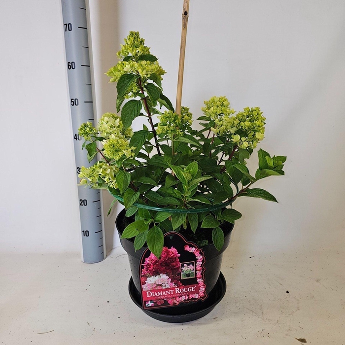 <h4>Hydrangea paniculata</h4>