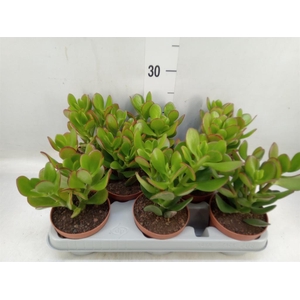 Crassula ovata 'Sunset'