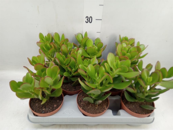 <h4>Crassula ovata 'Sunset'</h4>