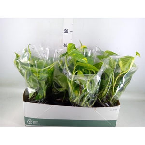 Epipremnum pinn. 'Aureum'