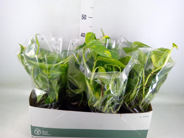 <h4>Epipremnum pinn. 'Aureum'</h4>