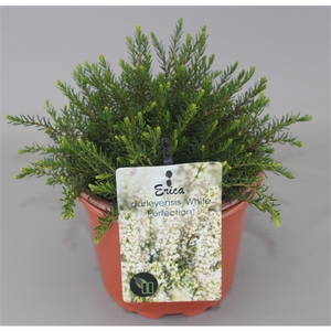 Erica Darleyensis 'White Perfection' C2