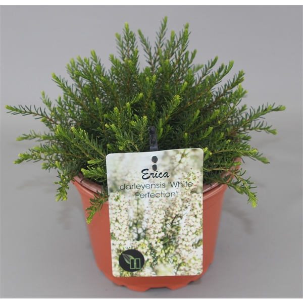 <h4>Erica Darleyensis 'White Perfection' C2</h4>