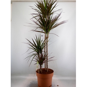 Dracaena marg. 'Magenta'