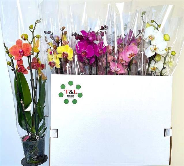 <h4>PHAL GEM 7 KL</h4>