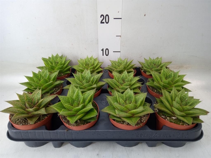 <h4>Gasteria 'D Tiga'</h4>