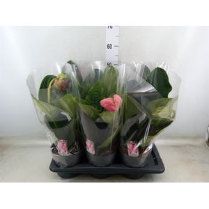Medinilla magnifica 'Flamenco'