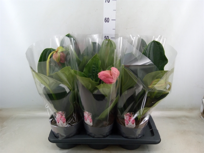 <h4>Medinilla magnifica 'Flamenco'</h4>
