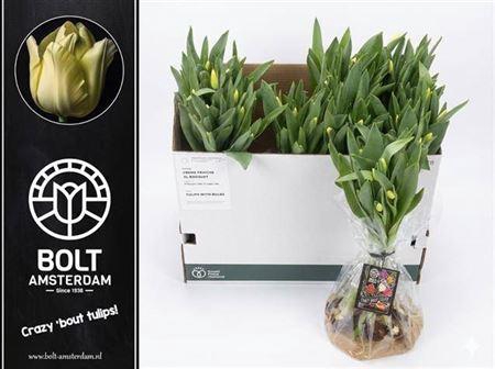 <h4>Tu En Creme Fraiche</h4>