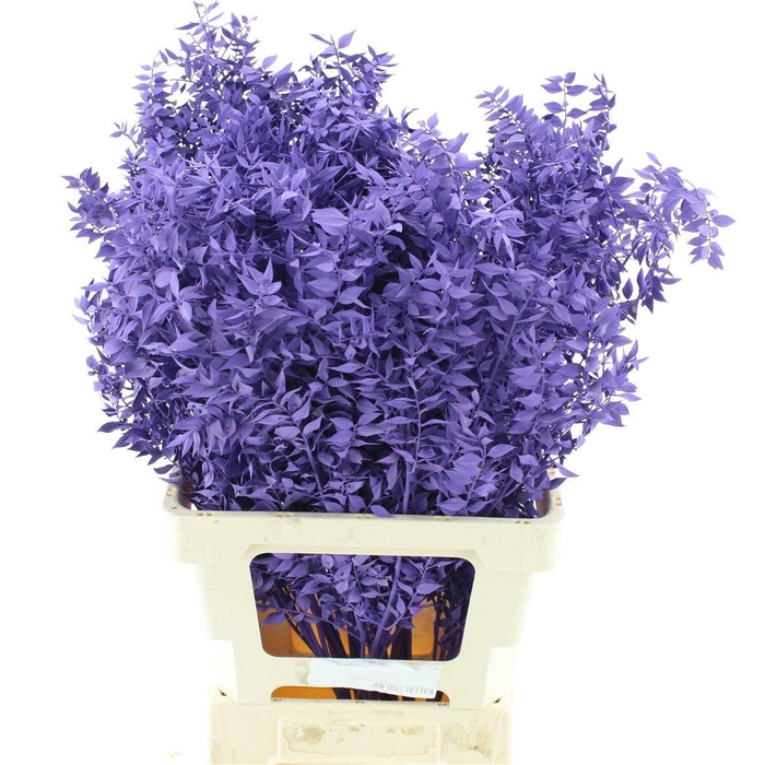 <h4>RUSCUS OV KLB H%</h4>