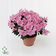 Rhododendron sim. 'Mont Ventoux'