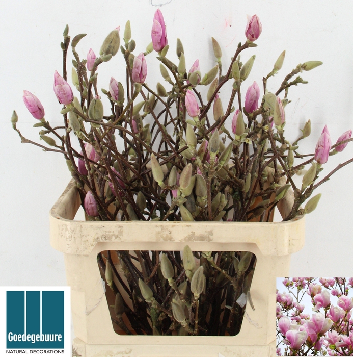 <h4>MAGNOLIA OV</h4>