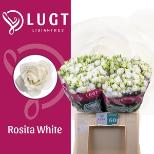 EUS G ROSI  WHITE