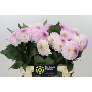 Dahlia Pink Pearl