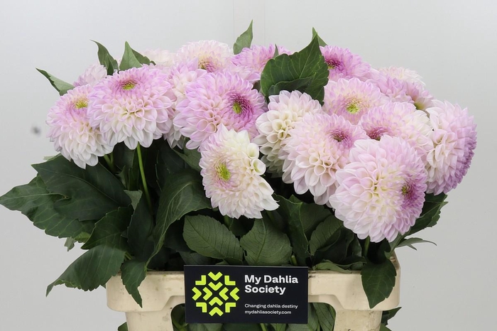 <h4>Dahlia Pink Pearl</h4>
