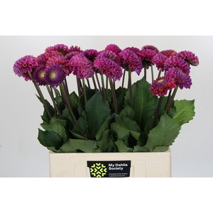 Dahlia Caitlin's Joy