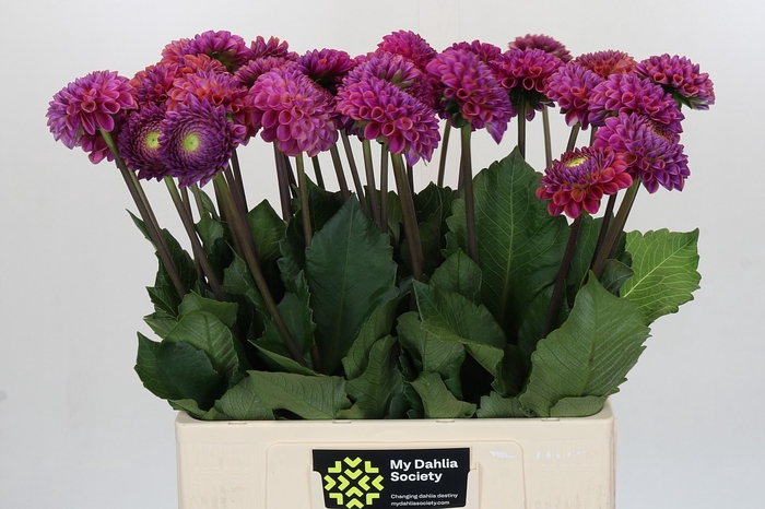 <h4>Dahlia Caitlin's Joy</h4>