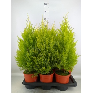 Cupressus macro. 'Goldcrest Wilma'