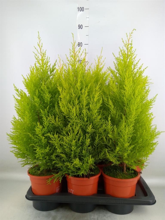 <h4>Cupressus macro. 'Goldcrest Wilma'</h4>