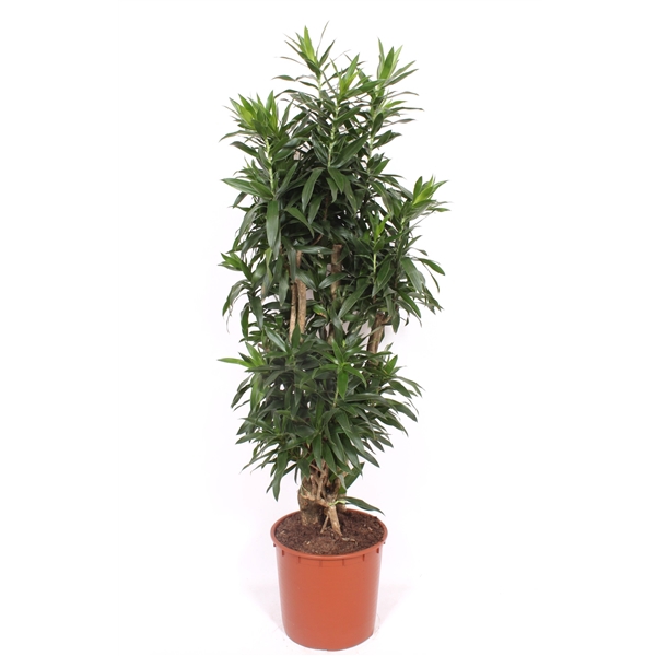 <h4>Dracaena Reflexa</h4>