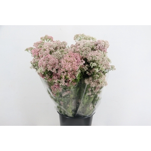 OZOTHAMUS LIGHT PINK 200GR