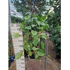 Philodendron scandens