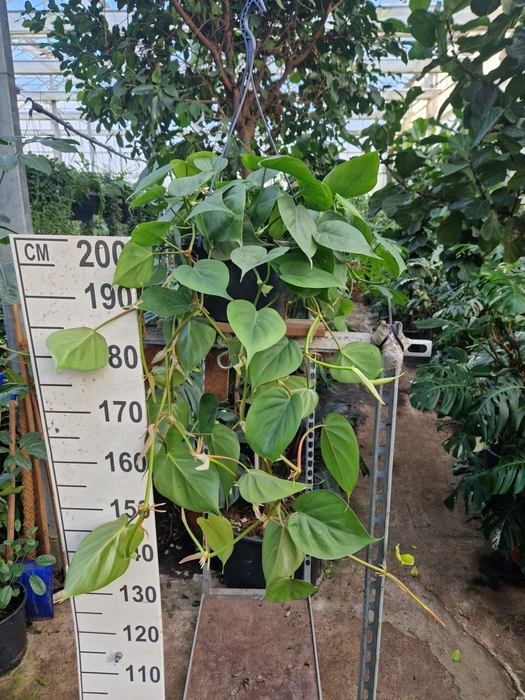 Philodendron scandens