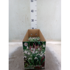Flowerbulbs, corns or tubers   ...