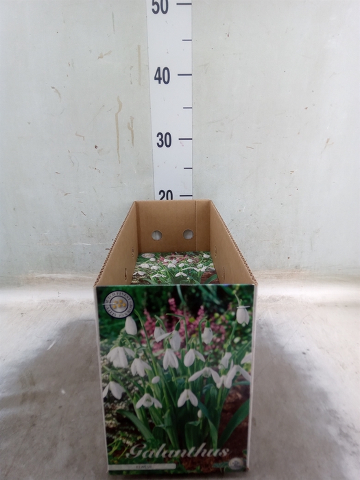<h4>Flowerbulbs, corns or tubers   ...</h4>