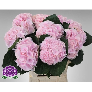 HYDR M MY PINKTOU RZ