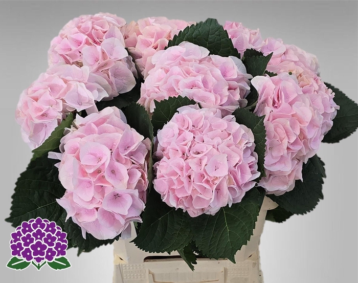 <h4>HYDR M MY PINKTOU RZ</h4>