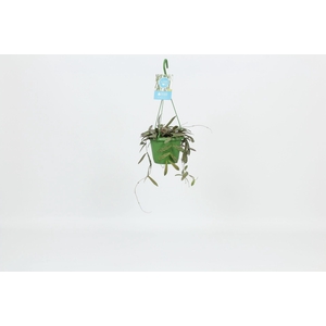 HangonGreen Hoya Sigillatis 14 cm
